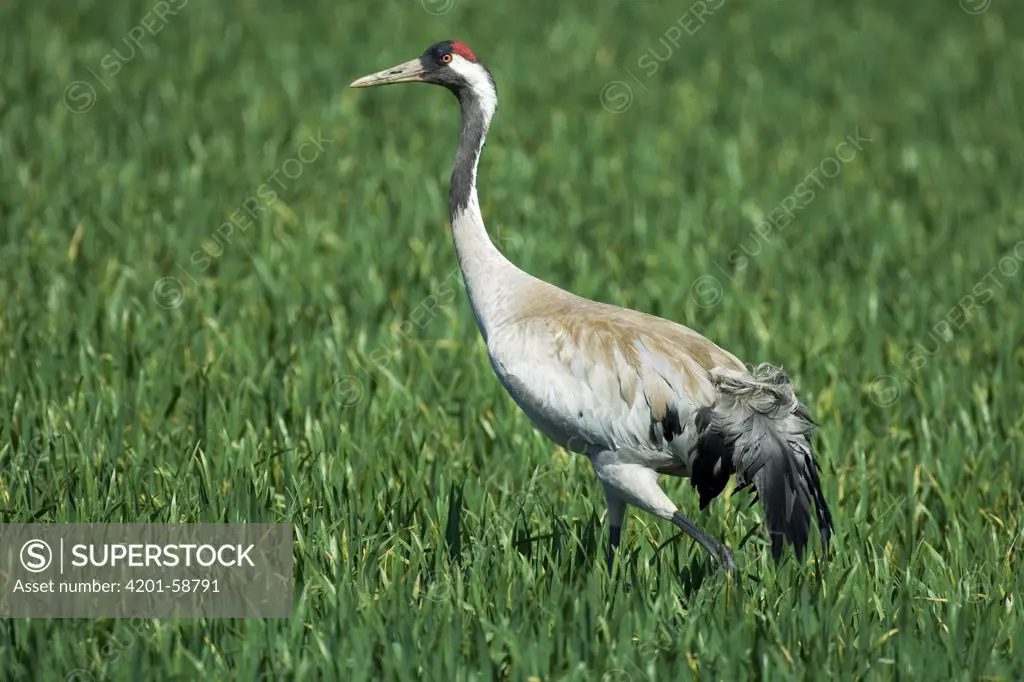Common Crane (Grus grus), Germany