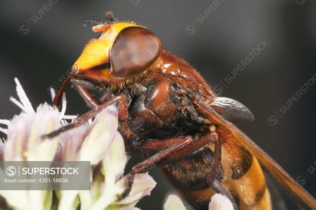 Hornet Mimic Hoverfly (Volucella zonaria) female on Hemp Agrimony (Eupatorium cannabinum), Den Helder, Noord-Holland, Netherlands