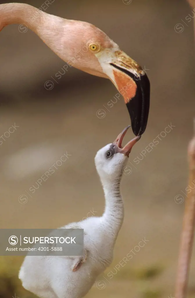 Greater Flamingo (Phoenicopterus ruber) mother and chick, Caribbean species