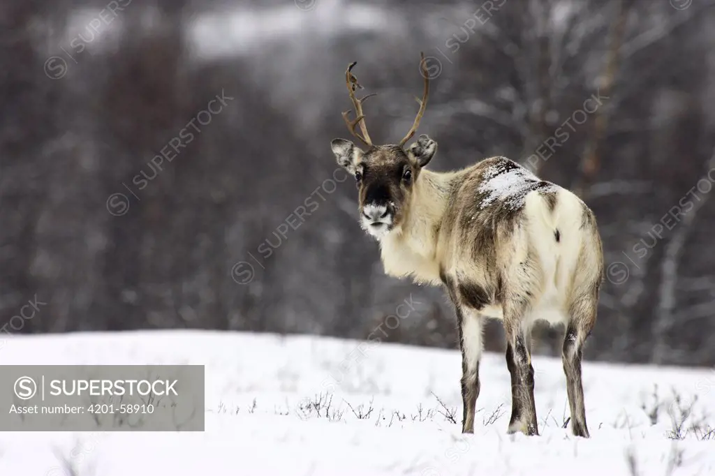 Caribou (Rangifer tarandus), Abisko, Sweden