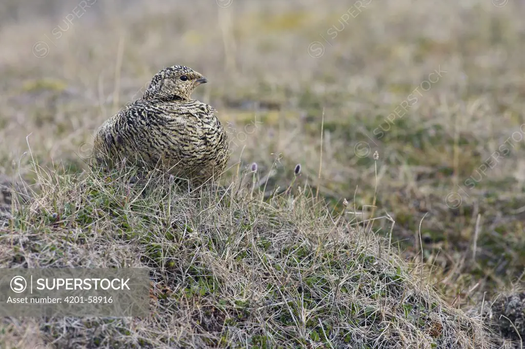Rock Ptarmigan (Lagopus mutus) female camouflaged, Svalbard, Norway