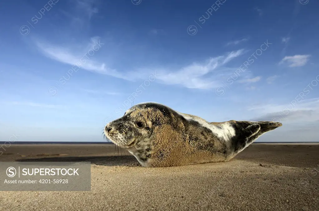 Grey Seal (Halichoerus grypus) on beach, Donna Nook, Lincolnshire, United Kingdom