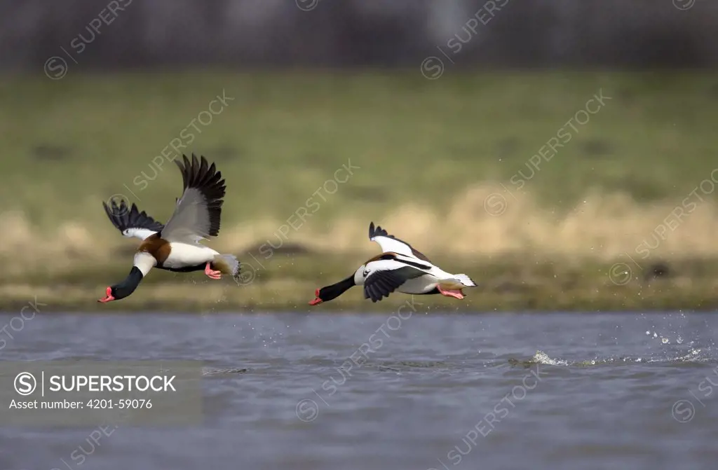 Common Shelduck (Tadorna tadorna) male chasing away another male, South Holland, Netherlands
