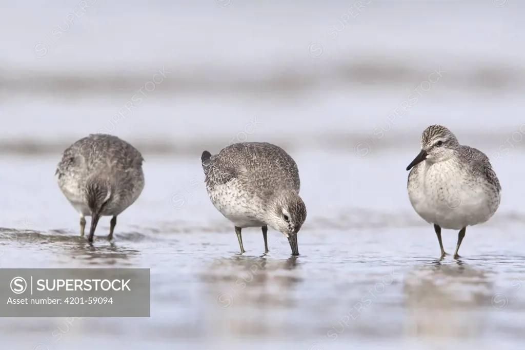 Red Knot (Calidris canutus) group foraging on the beach, Noord-Holland, Netherlands