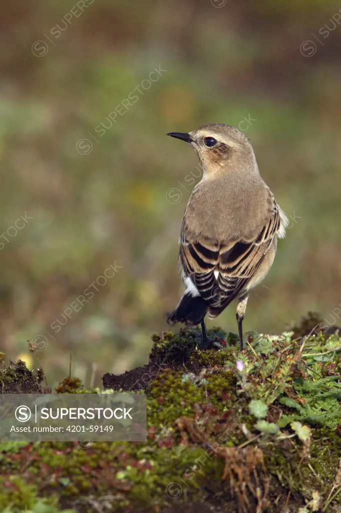 Northern Wheatear (Oenanthe oenanthe) female, South Holland, Netherlands
