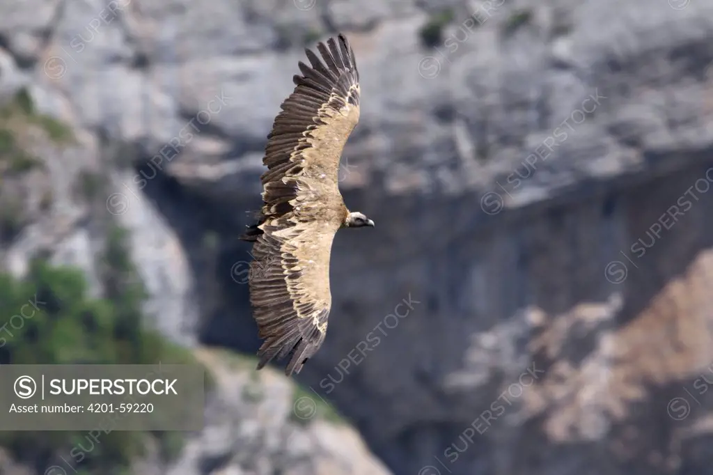 Griffon Vulture (Gyps fulvus) flying, Spain