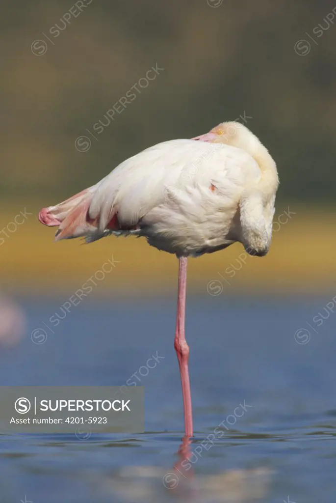 Greater Flamingo (Phoenicopterus ruber) standing on one leg as it rests, Kenya