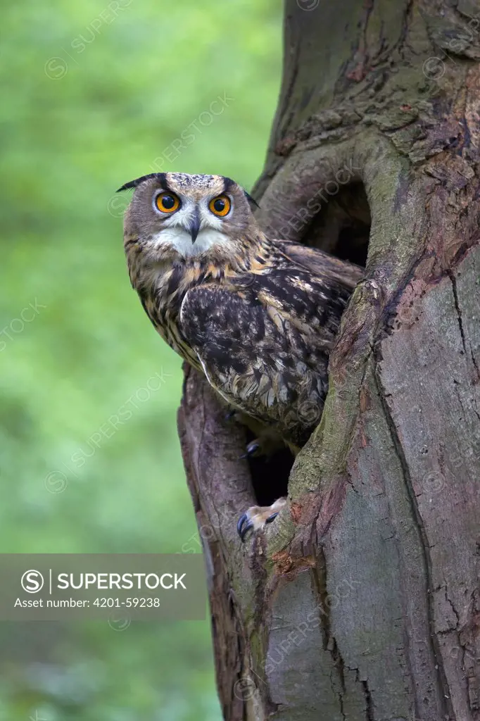 Eurasian Eagle-Owl (Bubo bubo) looking out from a tree cavity, Netherlands
