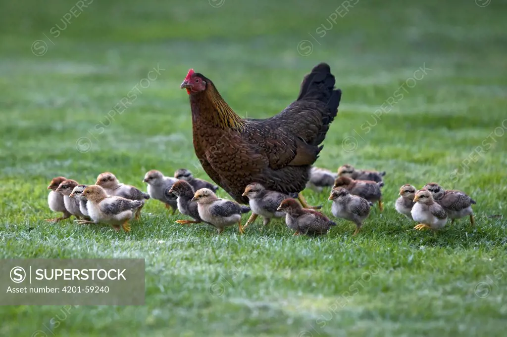 Domestic Chicken (Gallus domesticus) hen with eighteen chicks, Drenthe, Netherlands