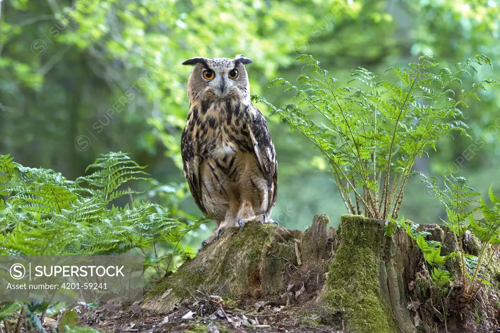 Eurasian Eagle-Owl (Bubo bubo), Netherlands