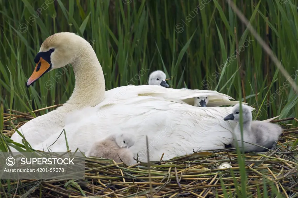 Mute Swan (Cygnus olor) on the nest with four chicks, Texel, Netherlands