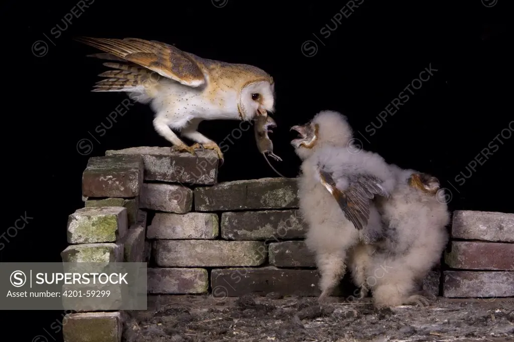 Barn Owl (Tyto alba) feeding its chicks a mouse, Netherlands