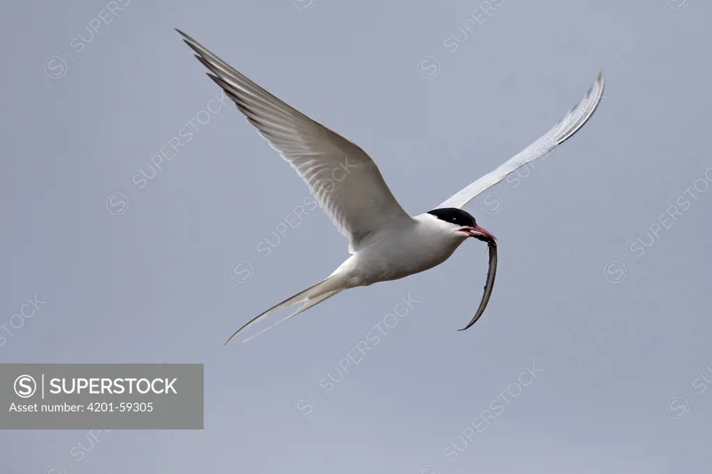 Arctic Tern (Sterna paradisaea) flying with a fish in its bill, Texel, Netherlands