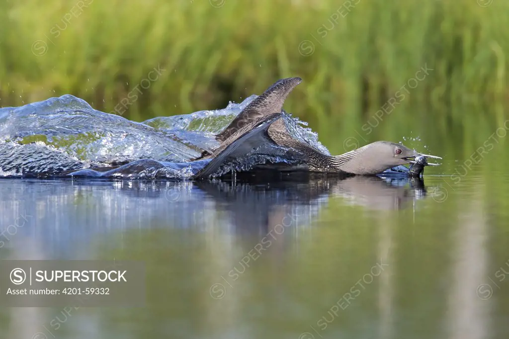 Red-throated Loon (Gavia stellata) with a caught Common Whitefish (Coregonus lavaretus), Sweden
