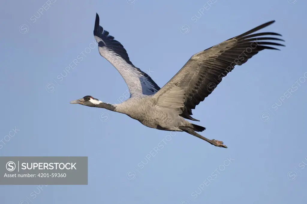 Common Crane (Grus grus) flying, Vechta, Germany