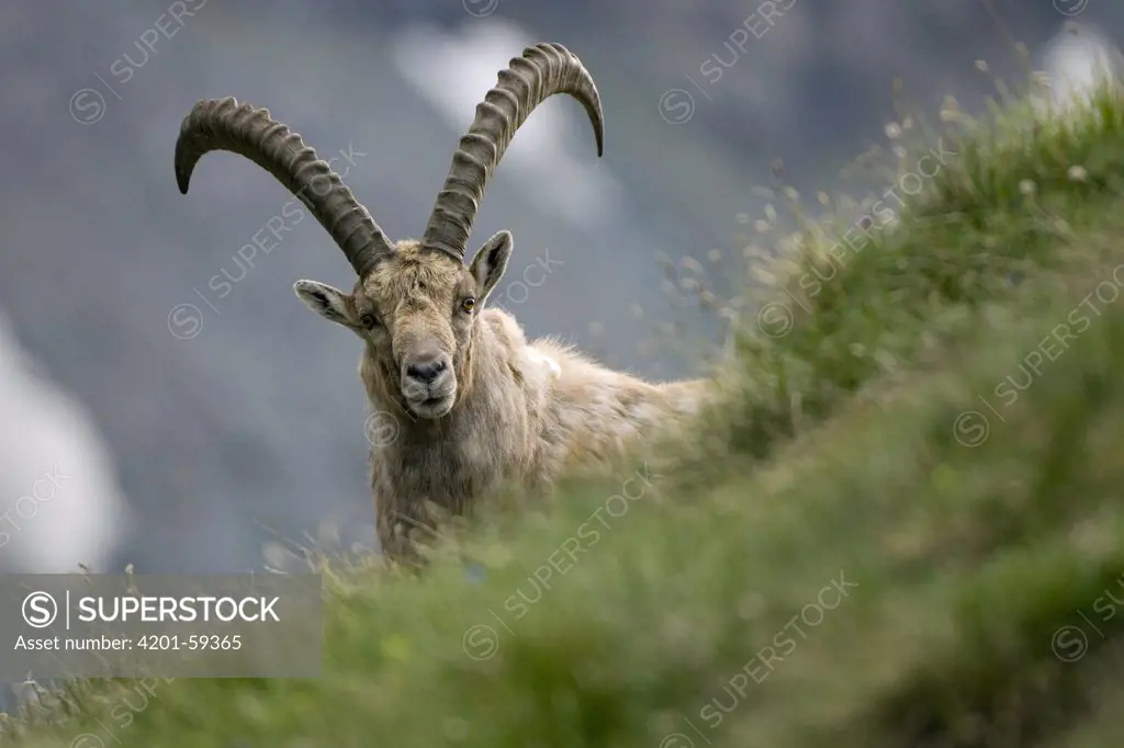 Alpine Ibex (Capra ibex) male, Heiligenblut, Hohe Tauern National Park, Austria