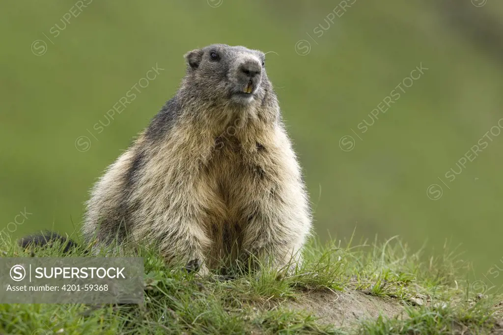 Alpine Marmot (Marmota marmota), Heiligenblut, Hohe Tauern National Park, Austria