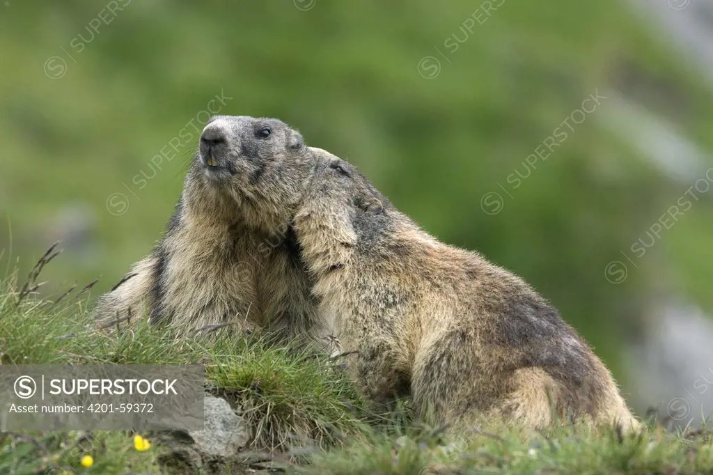 Alpine Marmot (Marmota marmota) pair in the alps, Heiligenblut, Hohe Tauern National Park, Austria