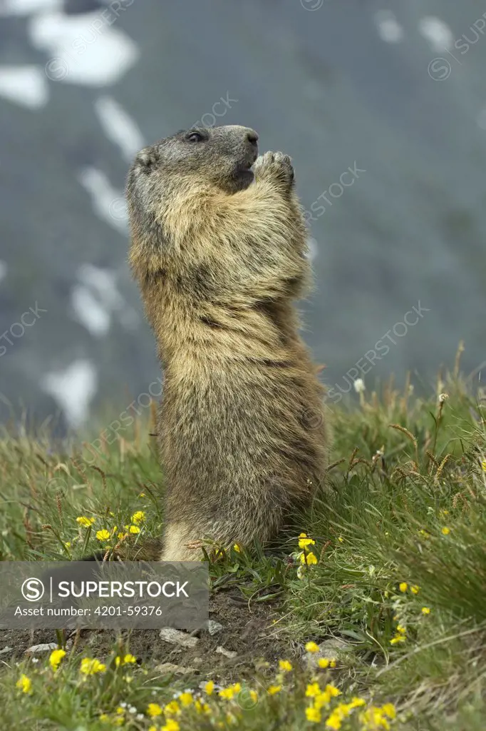 Alpine Marmot (Marmota marmota) feeding, Heiligenblut, Hohe Tauern National Park, Austria