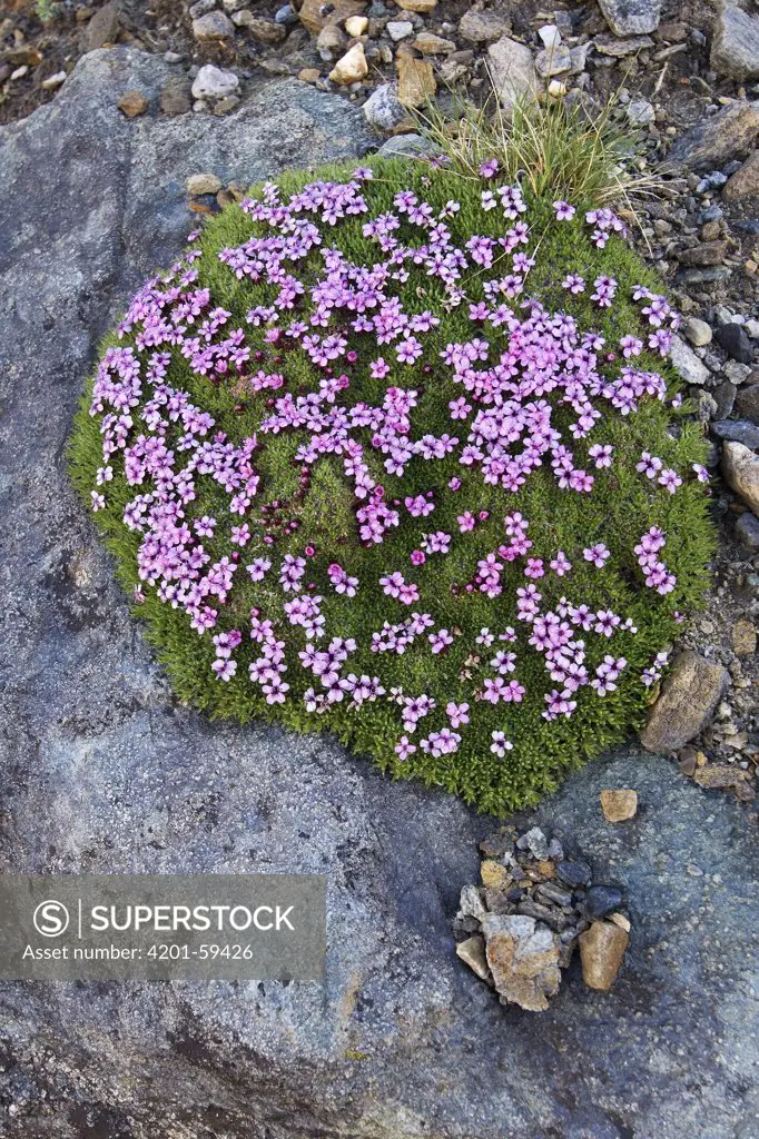 Moss Campion (Silene acaulis) flowering between rocks, Heiligenblut, Hohe Tauern National Park, Austria