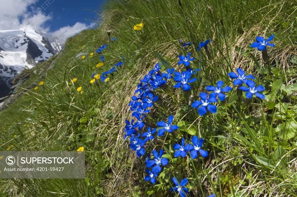 Spring Gentian (Gentiana verna) flowering, Heiligenblut, Hohe Tauern National Park, Austria