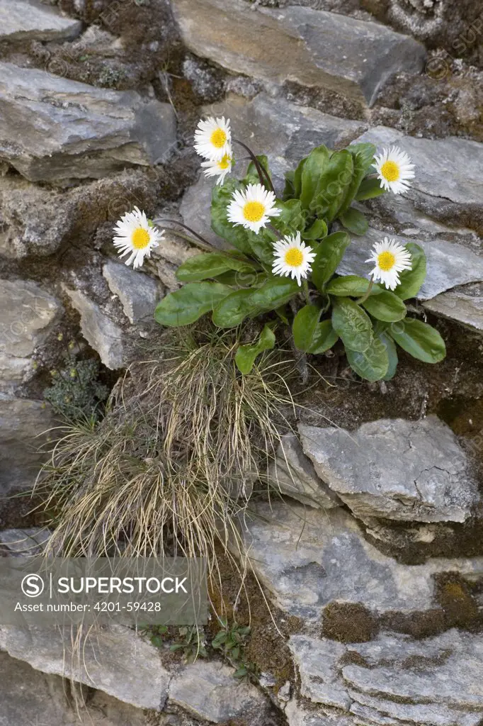 Flowers, Heiligenblut, Hohe Tauern National Park, Austria