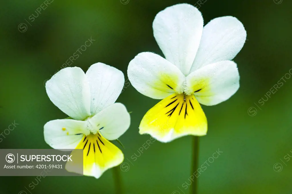 European Field Pansy (Viola arvensis) flowers, Heiligenblut, Hohe Tauern National Park, Austria