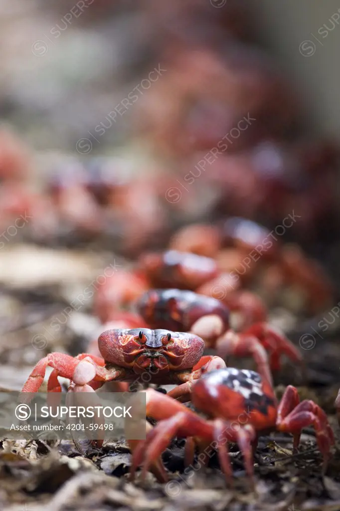 Christmas Island Red Crab (Gecarcoidea natalis) group, Christmas Island, Australia
