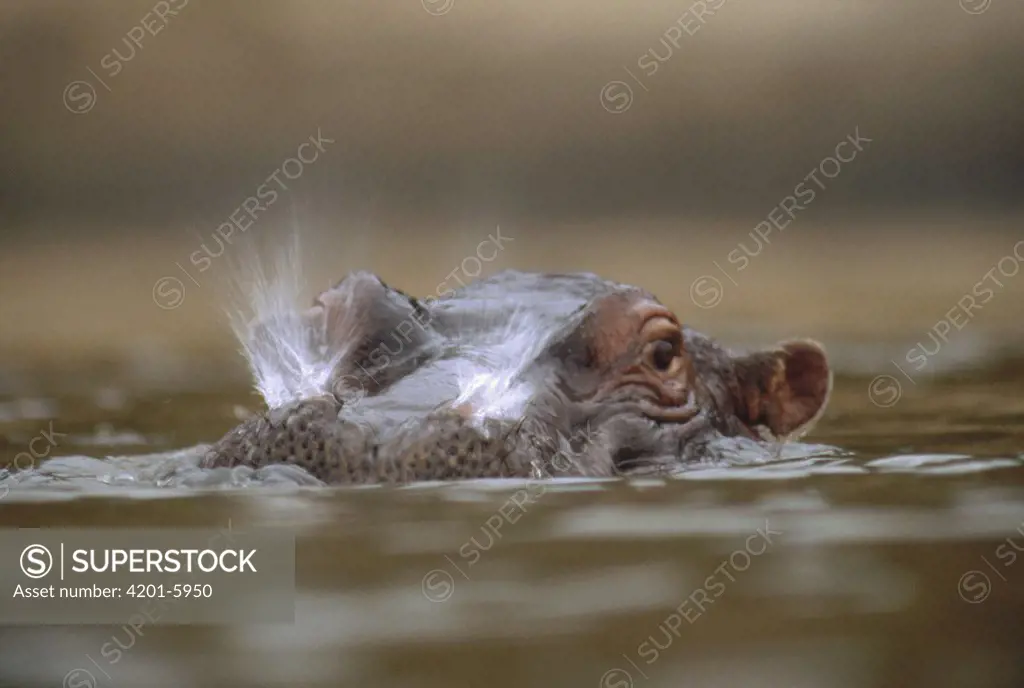 Hippopotamus (Hippopotamus amphibius) breathing at water surface, Kenya