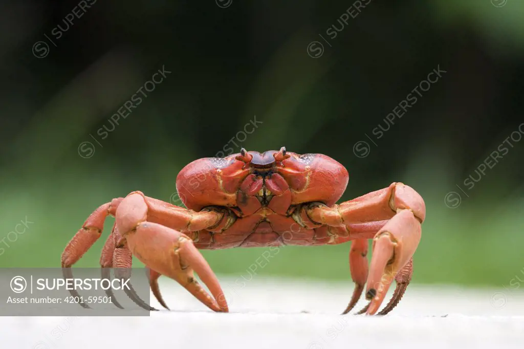 Christmas Island Red Crab (Gecarcoidea natalis) crossing road during annual migration, Christmas Island, Australia