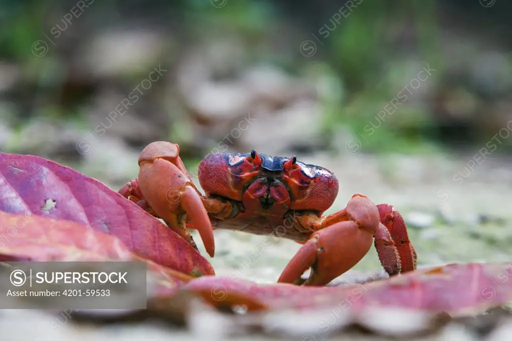Christmas Island Red Crab (Gecarcoidea natalis), Christmas Island, Australia