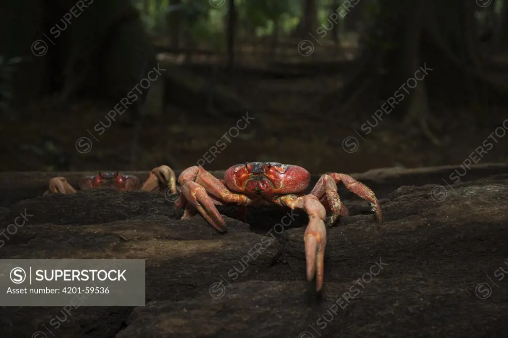 Christmas Island Red Crab (Gecarcoidea natalis) in forest, Christmas Island, Australia