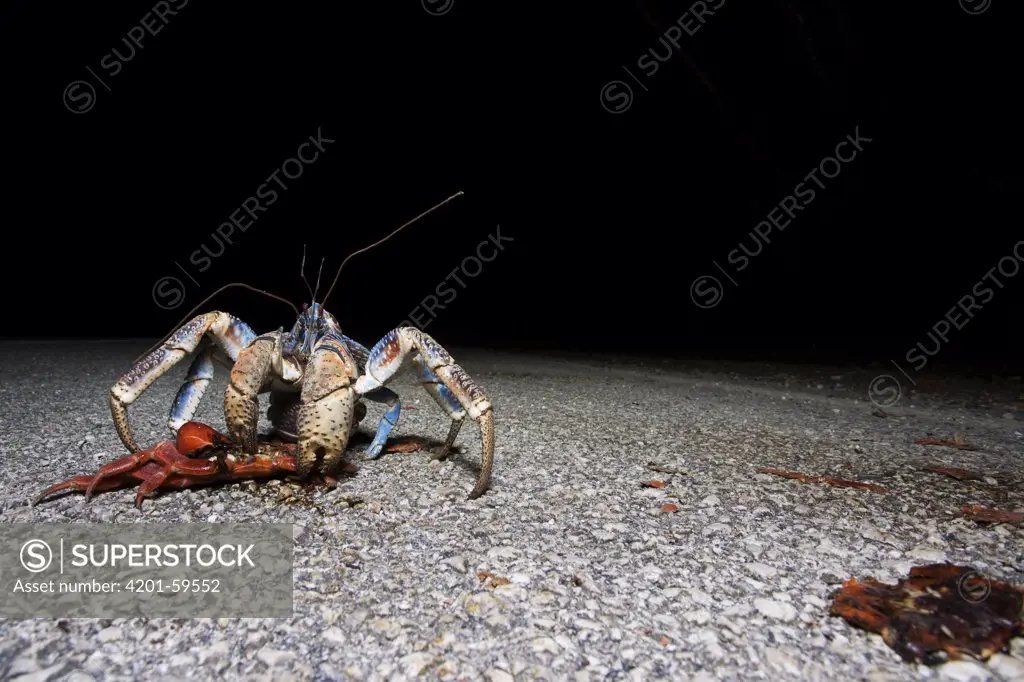 Coconut Crab (Birgus latro) feeding on Christmas Island Red Crab (Gecarcoidea natalis), Christmas Island, Australia