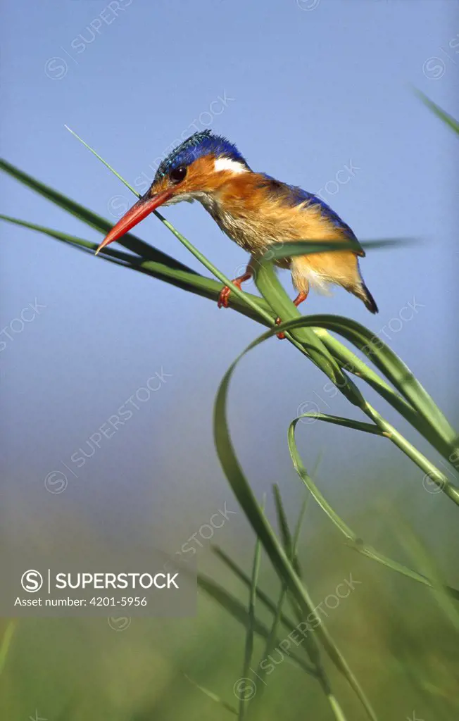 Malachite Kingfisher (Alcedo cristata) perching on reeds, Kenya