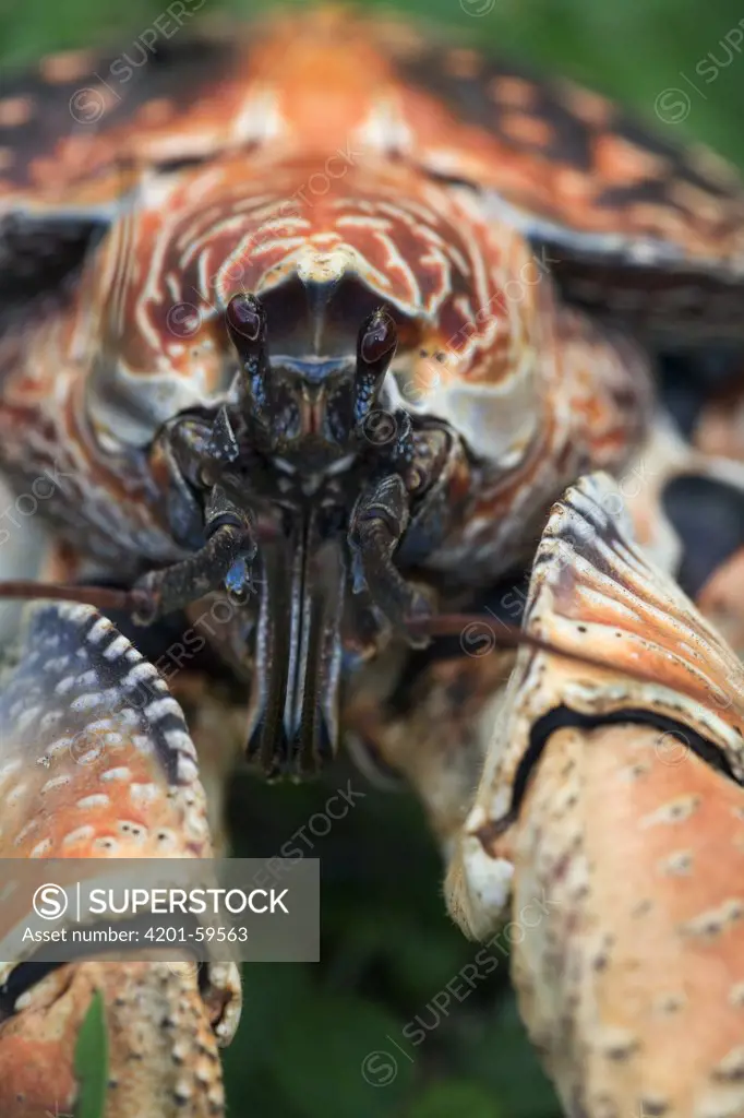 Coconut Crab (Birgus latro) orange variant, Christmas Island, Australia