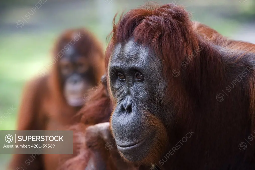 Orangutan (Pongo pygmaeus) portrait, Tanjung Puting National Park, Borneo, Malaysia, Indonesia