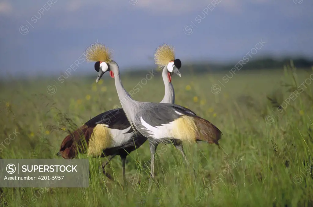 Grey Crowned Crane (Balearica regulorum) couple courting, Masai Mara National Reserve, Kenya