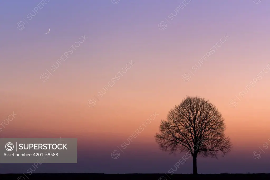 Lone tree on the horizon, Wiesbaden, Germany