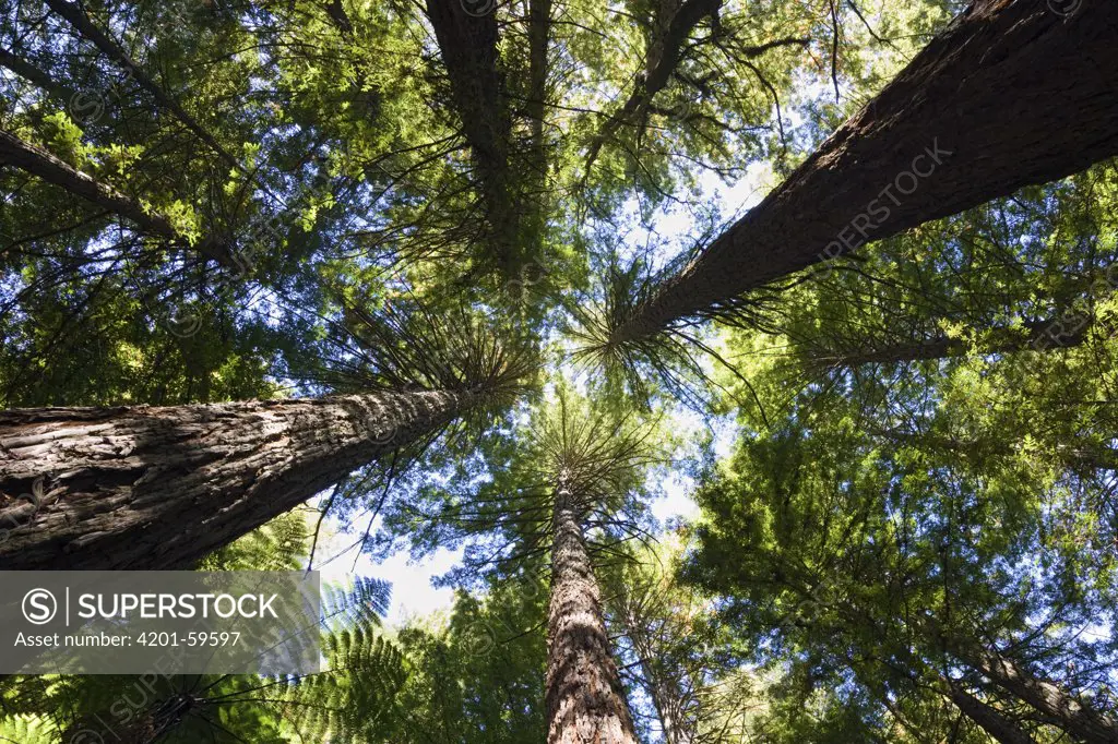 Coast Redwood (Sequoia sempervirens) trees, Rotorua, New Zealand