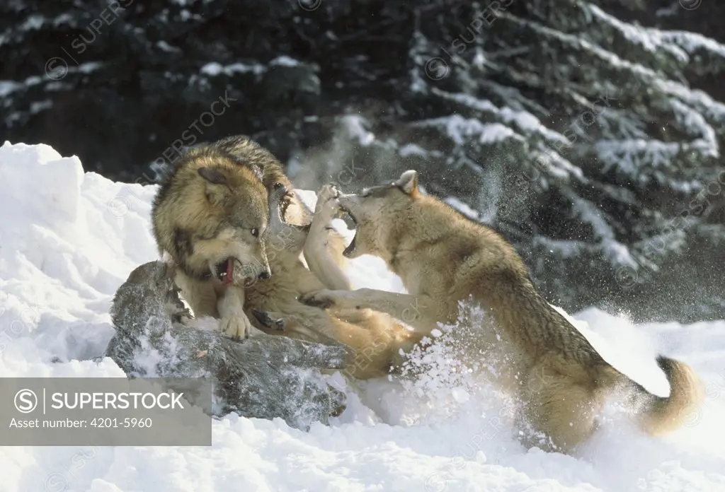 Timber Wolf (Canis lupus) trio fighting over a White-tailed Deer (Odocoileus virginianus) carcass, North America