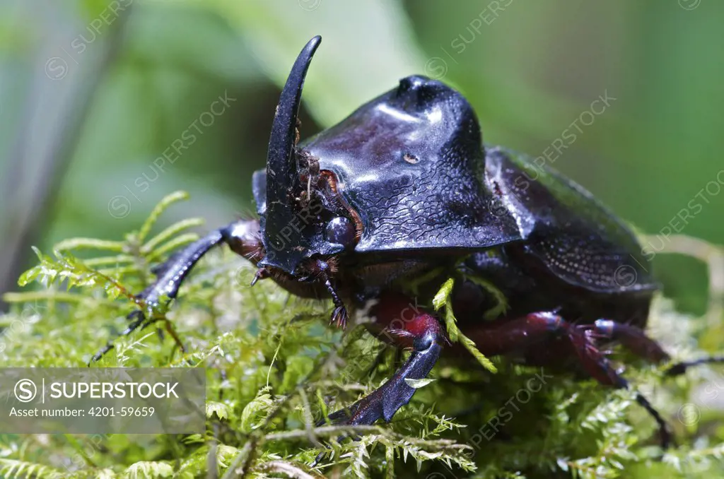 Rhinoceros Beetle (Megasoma sp), Andes, Ecuador