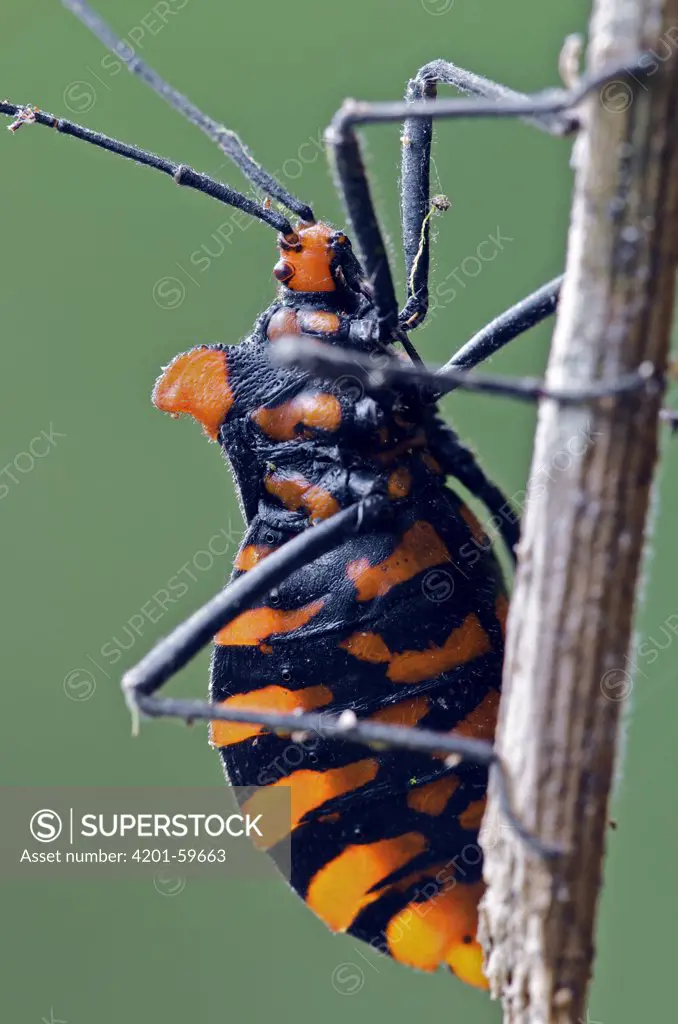 Assassin Bug (Heza sp) with aposematic coloration, Andes, Ecuador