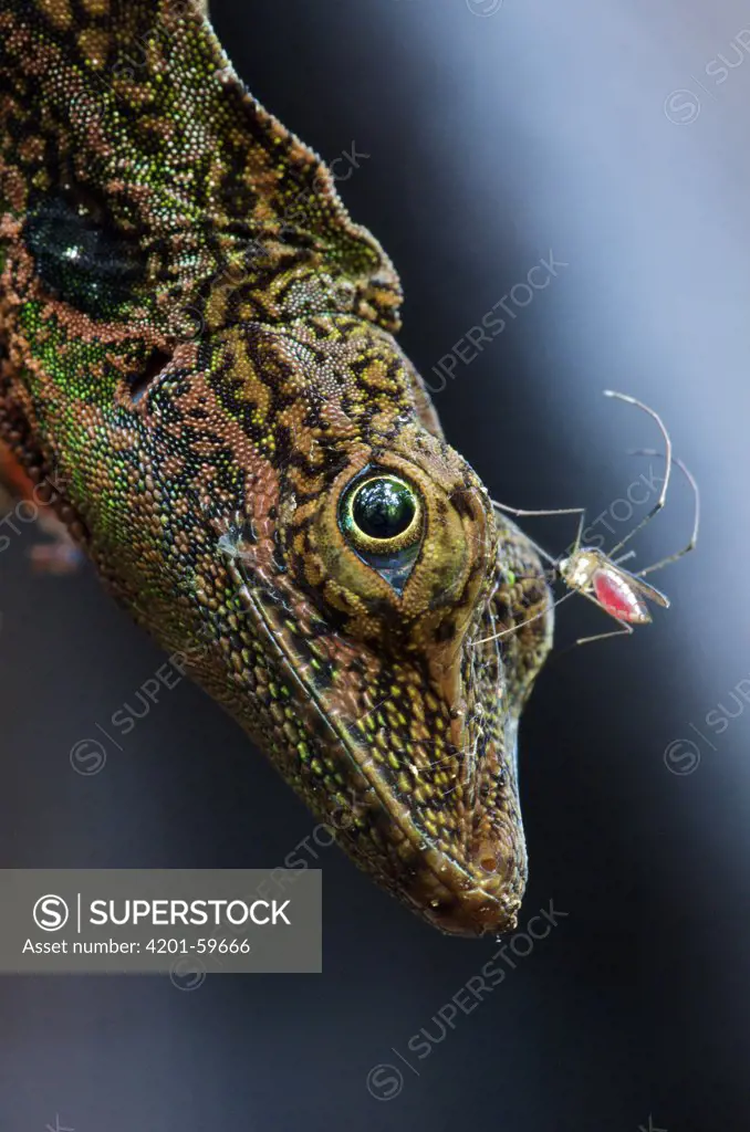 Equatorial Anole (Anolis aequatorialis) with a bloodsucking insect on its head, Andes, Ecuador