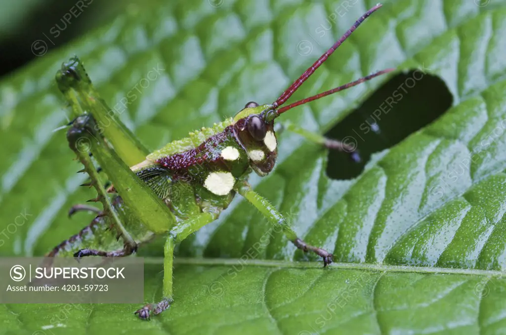 Grasshopper (Acrididae) nymph, Andes, Ecuador