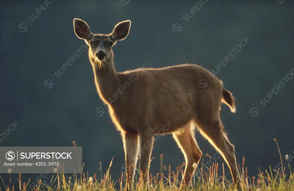 Mule Deer (Odocoileus hemionus) portrait in alpine meadow, Washington