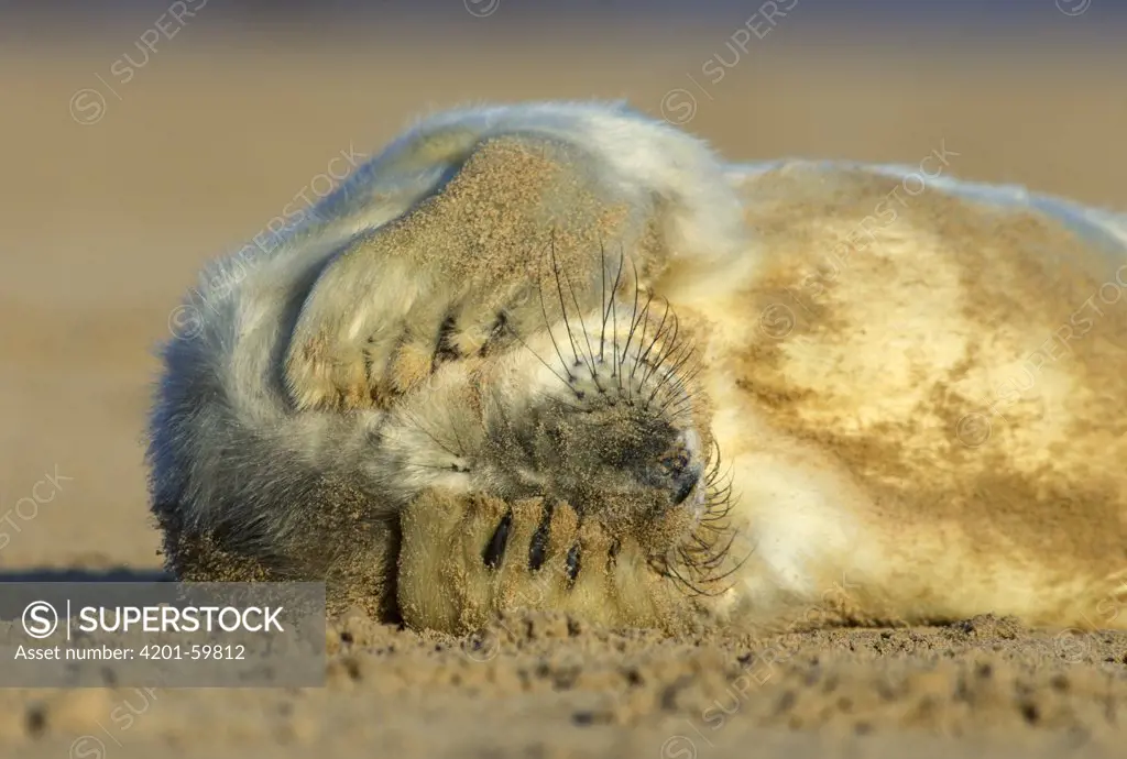Grey Seal (Halichoerus grypus) pup covering eyes, Donna Nook, Lincolnshire, United Kingdom