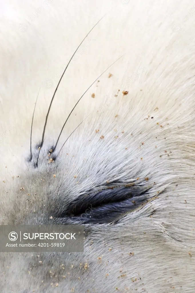 Grey Seal (Halichoerus grypus) eye, Donna Nook, Lincolnshire, United Kingdom