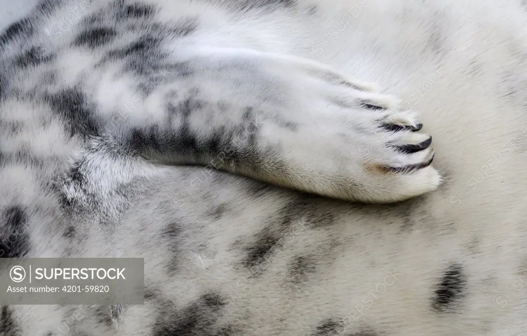Grey Seal (Halichoerus grypus) flipper, Donna Nook, Lincolnshire, United Kingdom