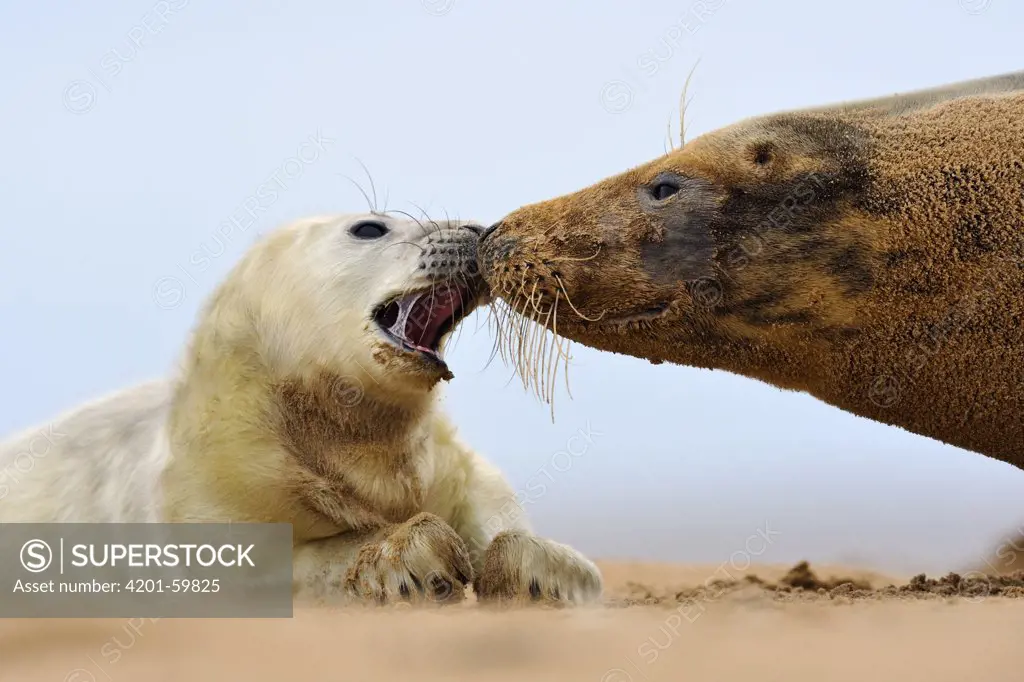 Grey Seal (Halichoerus grypus) with pup, Donna Nook, Lincolnshire, United Kingdom