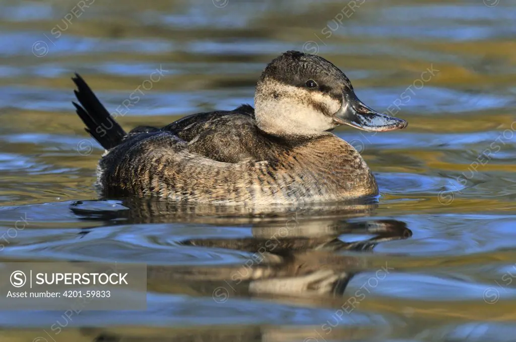 Ruddy Duck (Oxyura jamaicensis) female swimming, Friesland, Netherlands